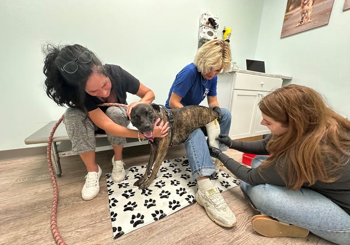 Animal rescue hero image